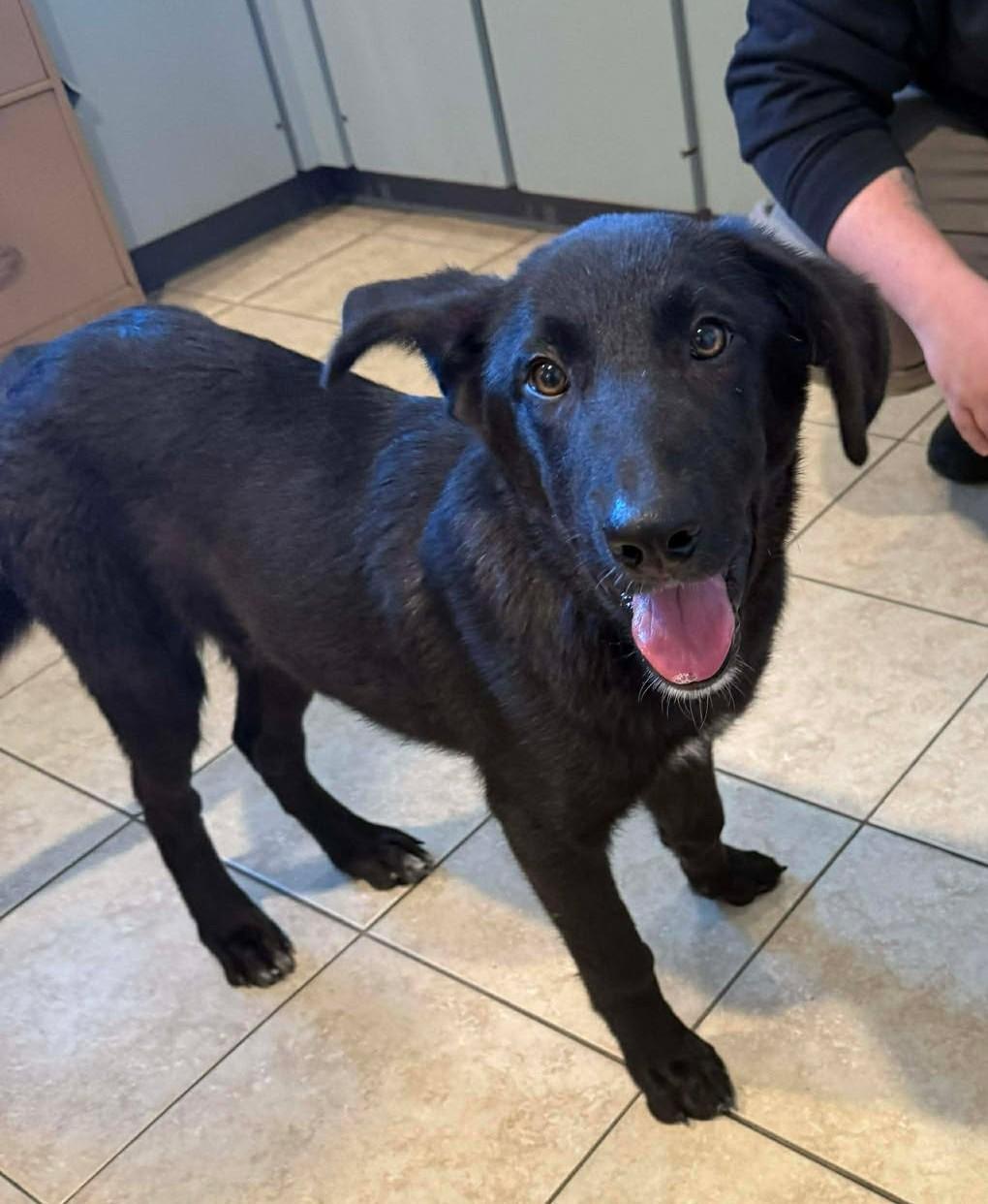 Enlarge Knight - In Foster Care!, a Adoptable mixed breed in Sparta, WI image 5/5