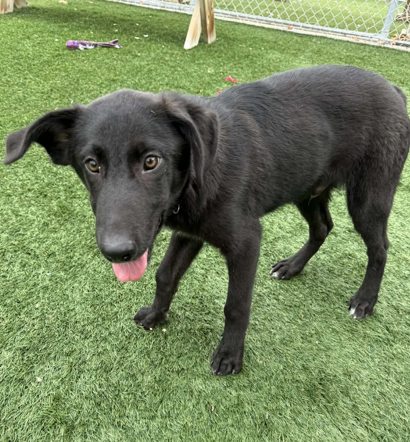 Enlarge Knight - In Foster Care!, a Adoptable mixed breed in Sparta, WI image 4/5