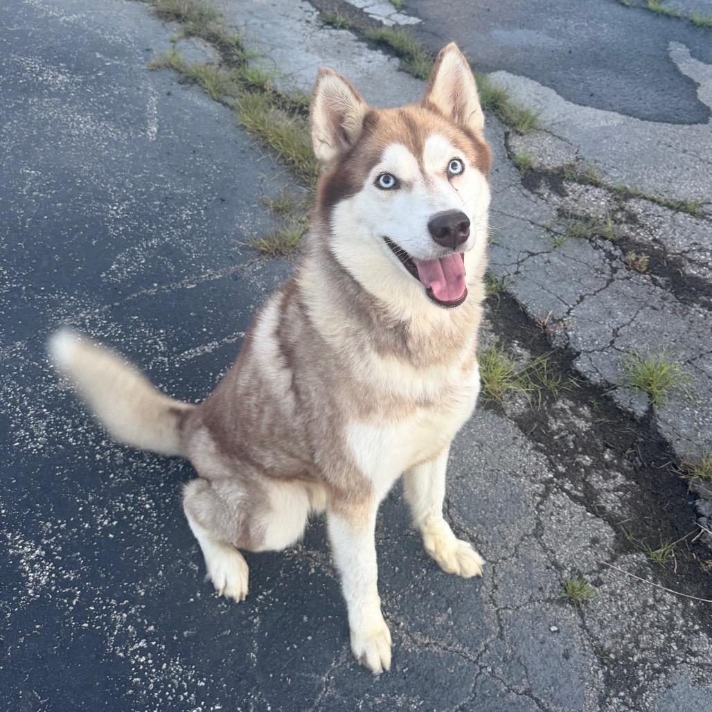 Enlarge Loki, a Adoptable Husky in Jeffersonville, IN image 1/1