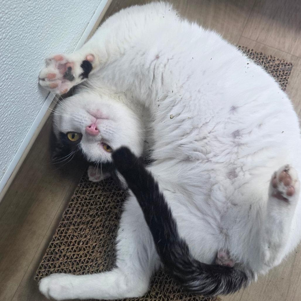 Enlarge Griffin, a Adoptable Domestic Short Hair in Oneonta, NY image 1/6