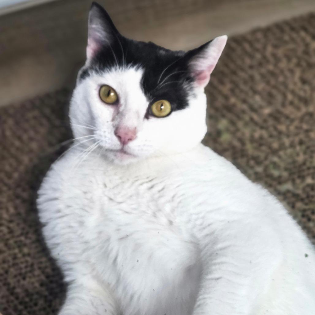 Enlarge Griffin, a Adoptable Domestic Short Hair in Oneonta, NY image 2/6