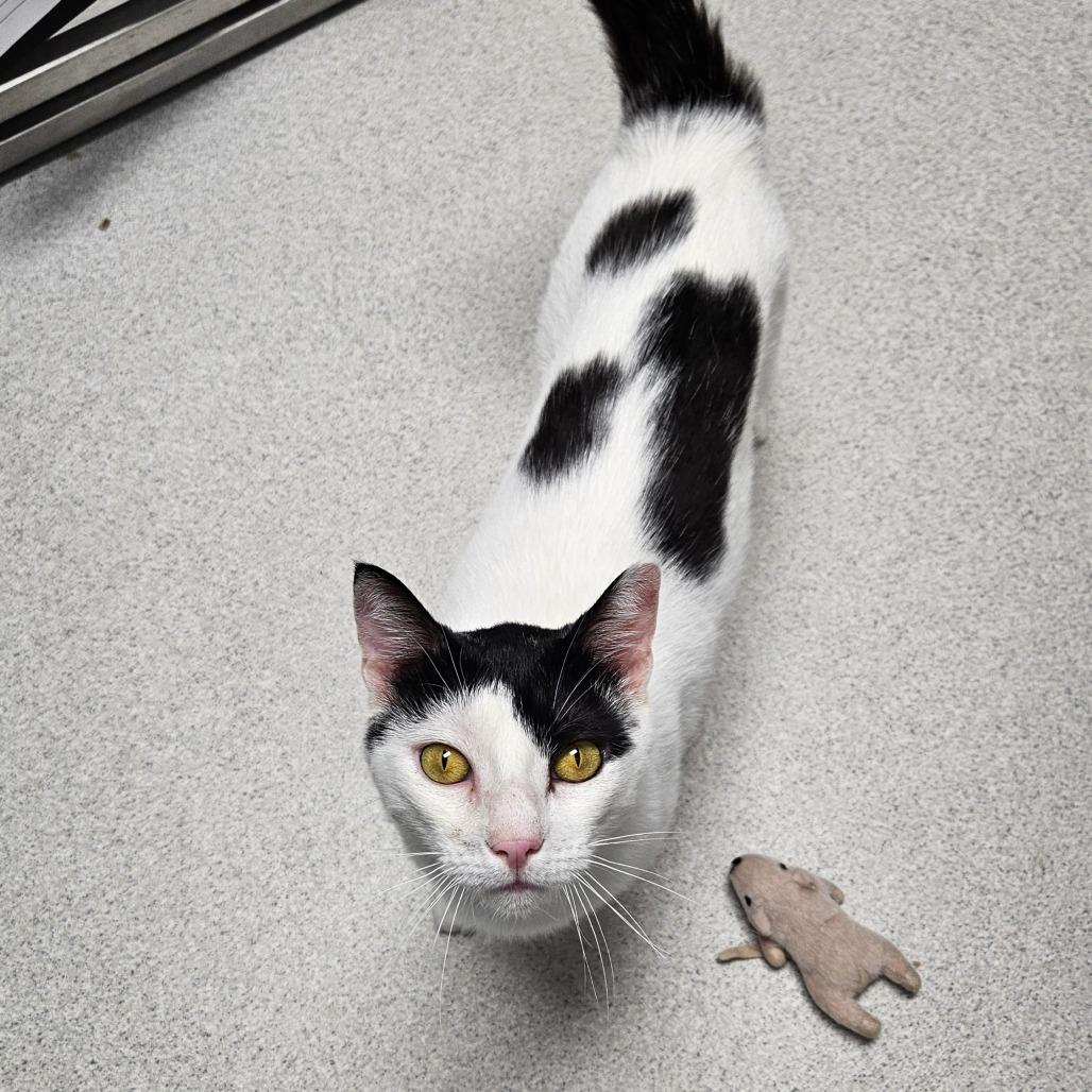 Griffin, a Adoptable Domestic Short Hair in Oneonta, NY image 3/6