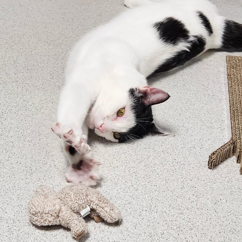 Griffin, a Adoptable Domestic Short Hair in Oneonta, NY image 4/6