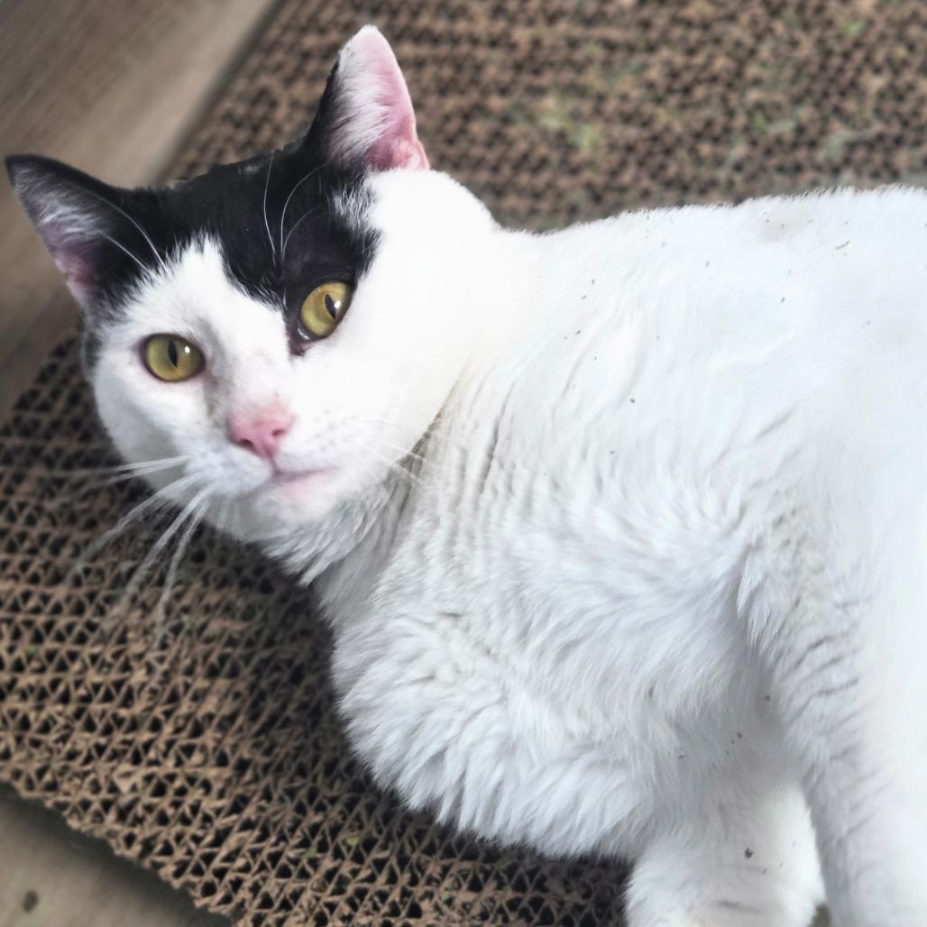 Griffin, a Adoptable Domestic Short Hair in Oneonta, NY image 5/6