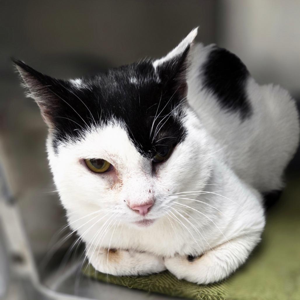 Enlarge Griffin, a Adoptable Domestic Short Hair in Oneonta, NY image 4/6