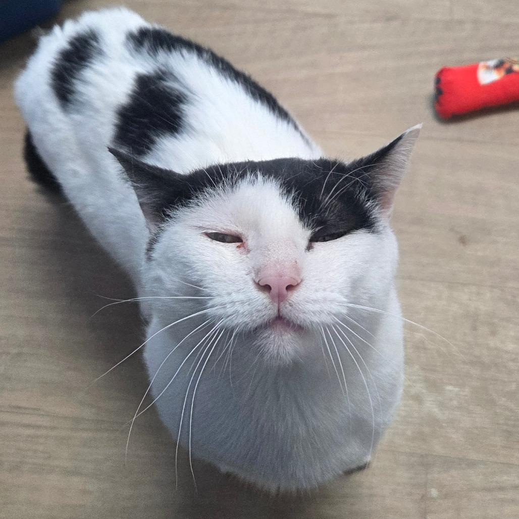 Enlarge Griffin, a Adoptable Domestic Short Hair in Oneonta, NY image 5/6