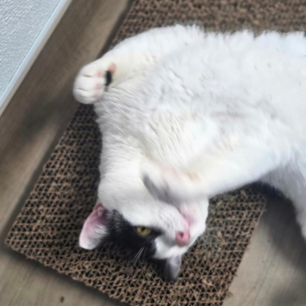 Enlarge Griffin, a Adoptable Domestic Short Hair in Oneonta, NY image 6/6