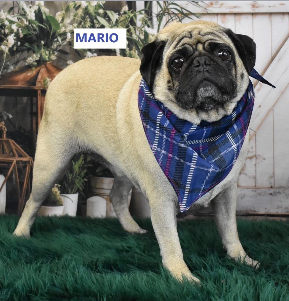 Enlarge Mr. Mario, a Adoptable mixed breed in Gilbert, AZ image 1/3