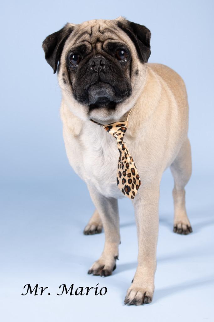Enlarge Mr. Mario, a Adoptable mixed breed in Gilbert, AZ image 2/3