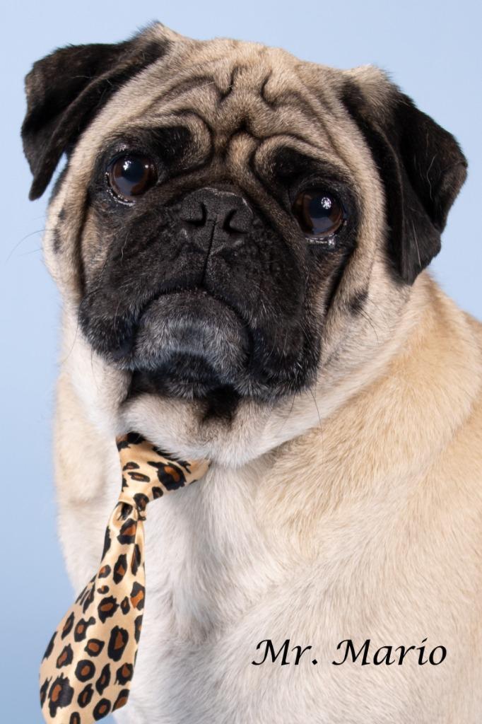 Enlarge Mr. Mario, a Adoptable mixed breed in Gilbert, AZ image 3/3