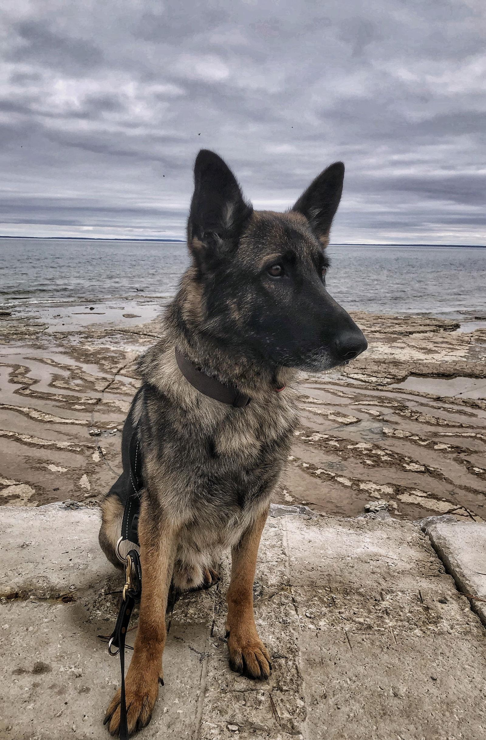 Nick, Adoptable, Adult Male German Shepherd Dog.