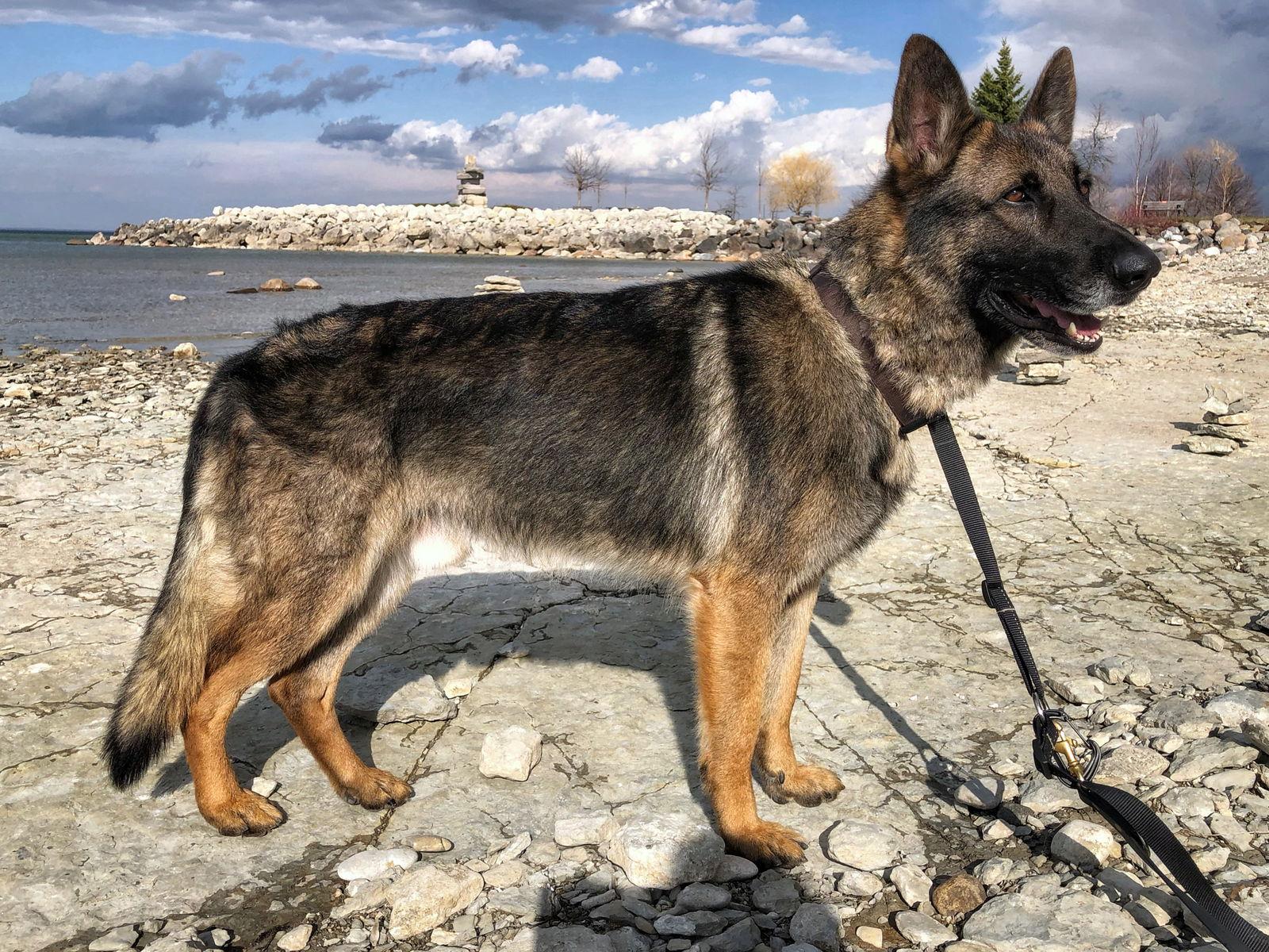 Enlarge Nick, a Adoptable German Shepherd Dog in Etobicoke, ON image 3/3