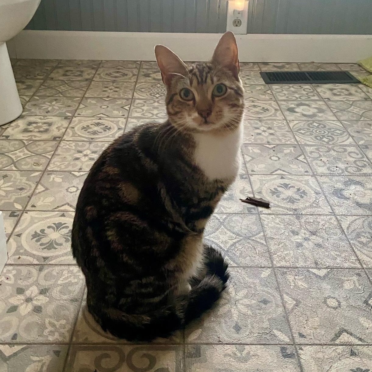 Highway Man, Adult Male Domestic Short Hair