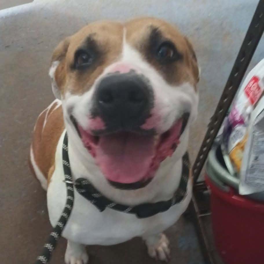 Pebbles, Adoptable, Adult Female Pit Bull Terrier & Mixed Breed.