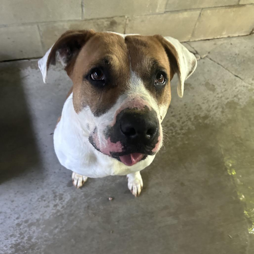 Enlarge Pebbles, a Adoptable mixed breed in Greenville, PA image 2/6
