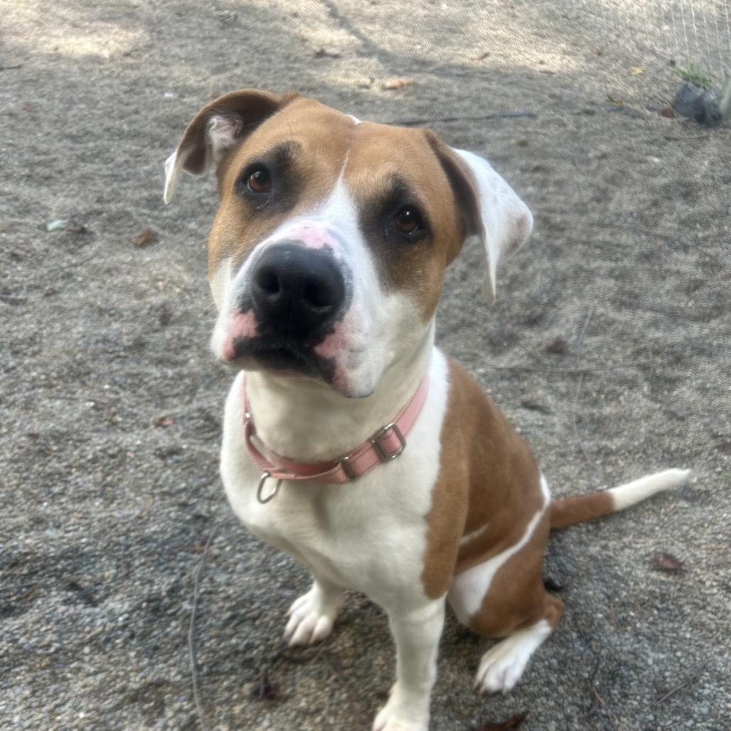 Enlarge Pebbles, a Adoptable mixed breed in Greenville, PA image 3/6