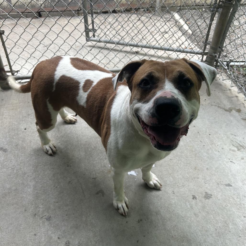 Enlarge Pebbles, a Adoptable mixed breed in Greenville, PA image 4/6