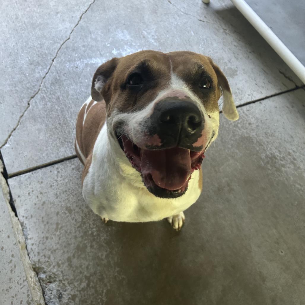 Enlarge Pebbles, a Adoptable mixed breed in Greenville, PA image 5/6