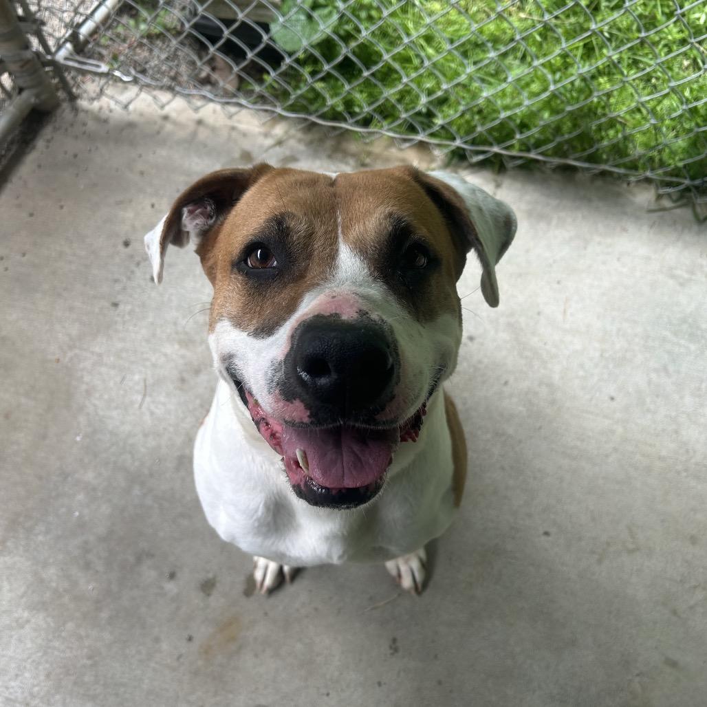 Enlarge Pebbles, a Adoptable mixed breed in Greenville, PA image 6/6