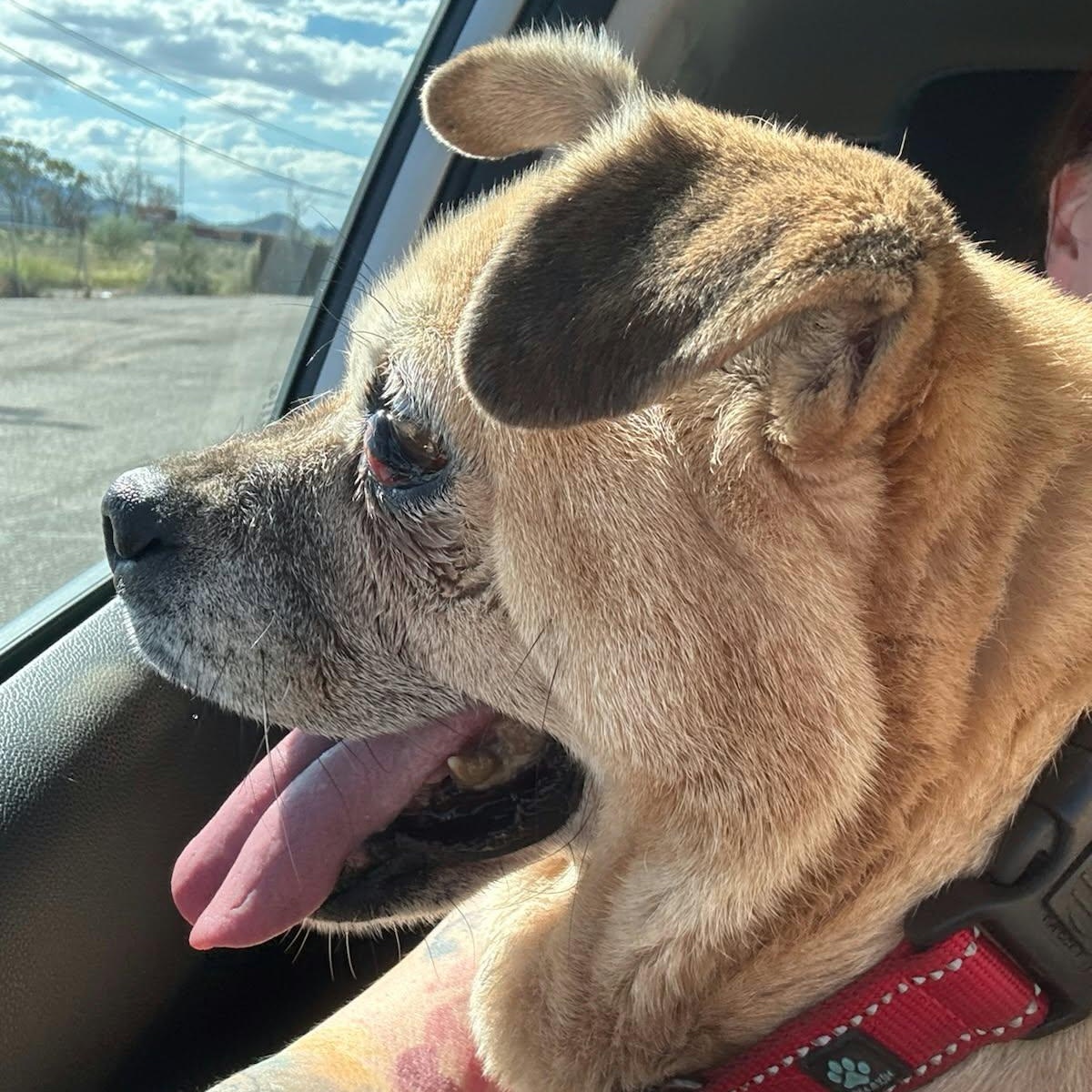 Enlarge RILEY, a Adoptable mixed breed in Marana, AZ image 5/5