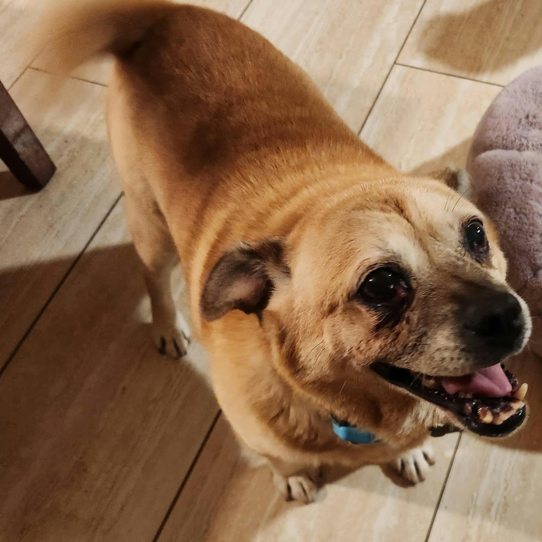 Enlarge RILEY, a Adoptable mixed breed in Marana, AZ image 2/5