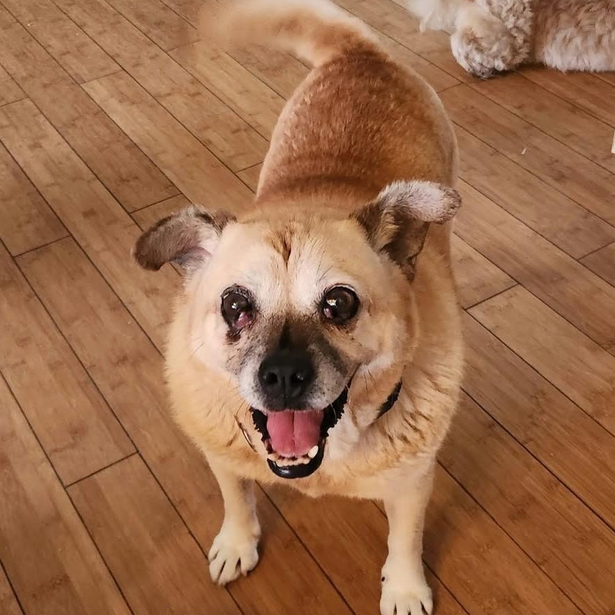 RILEY, Adoptable, Senior Female Pug & Shiba Inu.