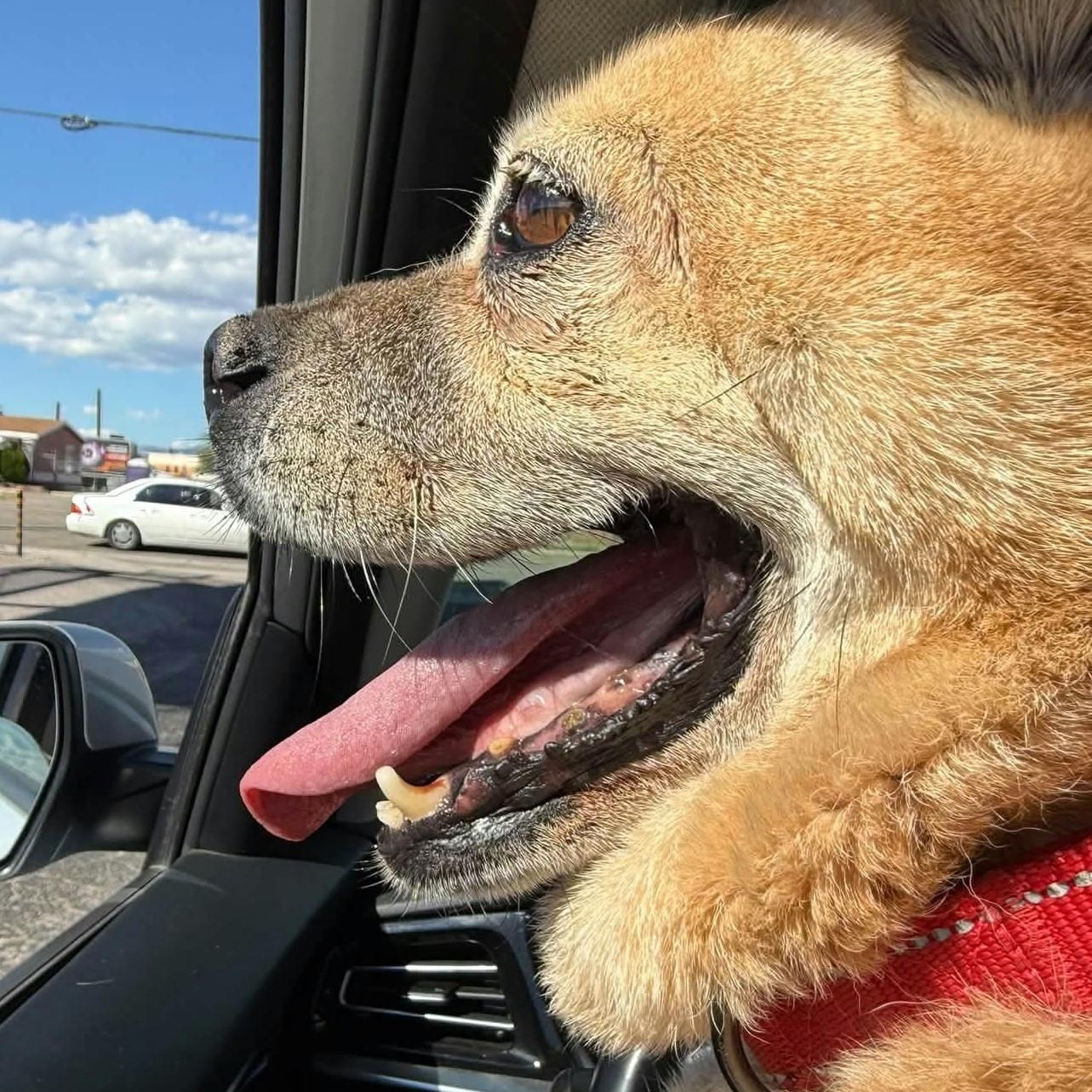 Enlarge RILEY, a Adoptable mixed breed in Marana, AZ image 3/5