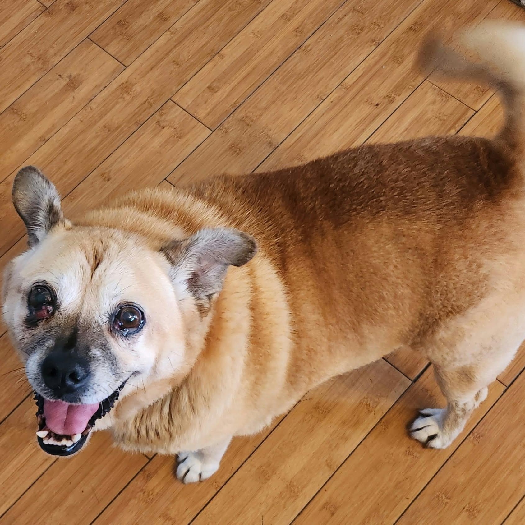 Enlarge RILEY, a Adoptable mixed breed in Marana, AZ image 4/5