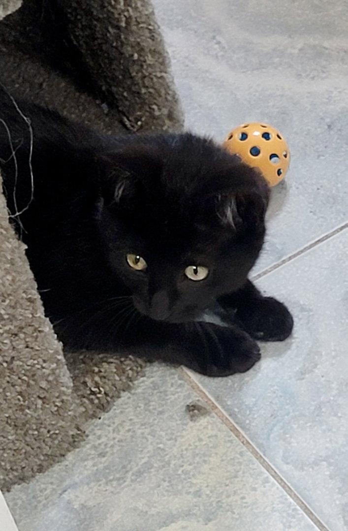 Harvey, Adoptable, Kitten Male Domestic Short Hair.