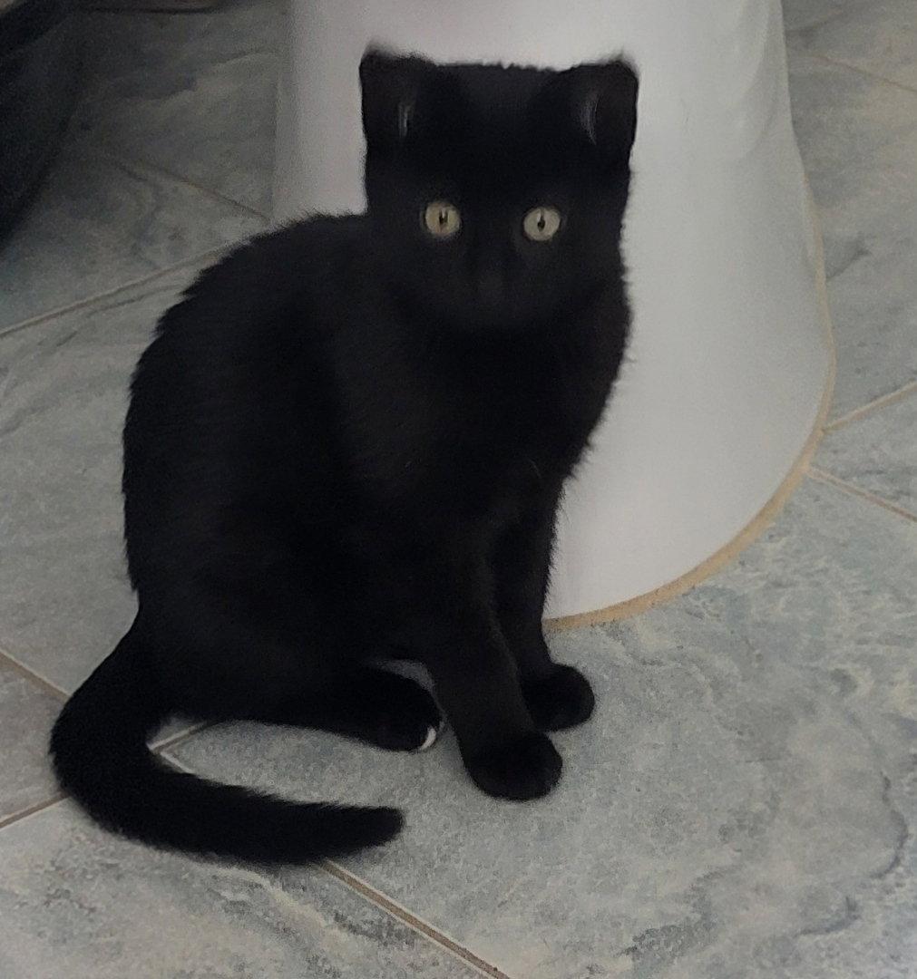 Enlarge Harvey, a Adoptable Domestic Short Hair in Arlington, TX image 2/3