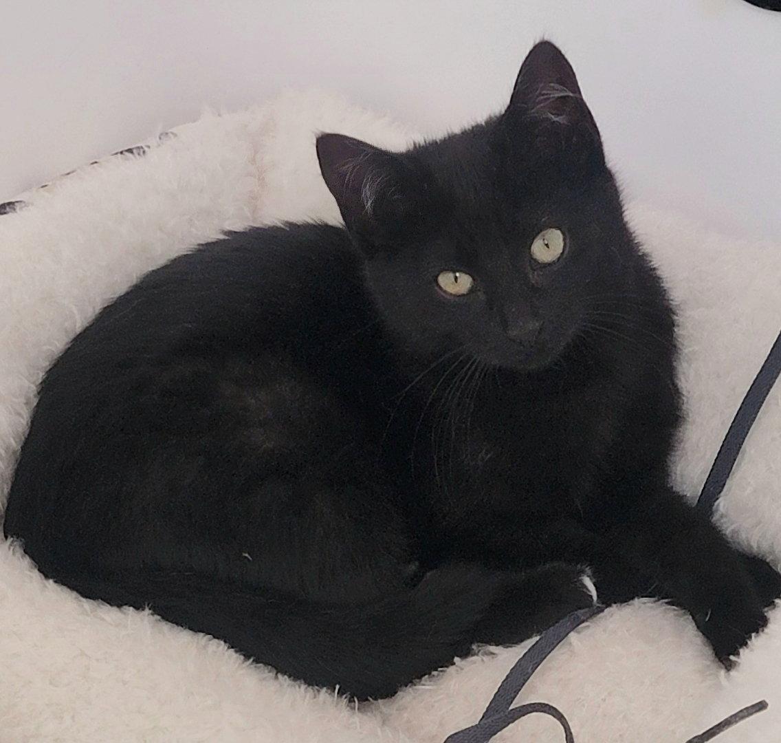 Enlarge Harvey, a Adoptable Domestic Short Hair in Arlington, TX image 3/3