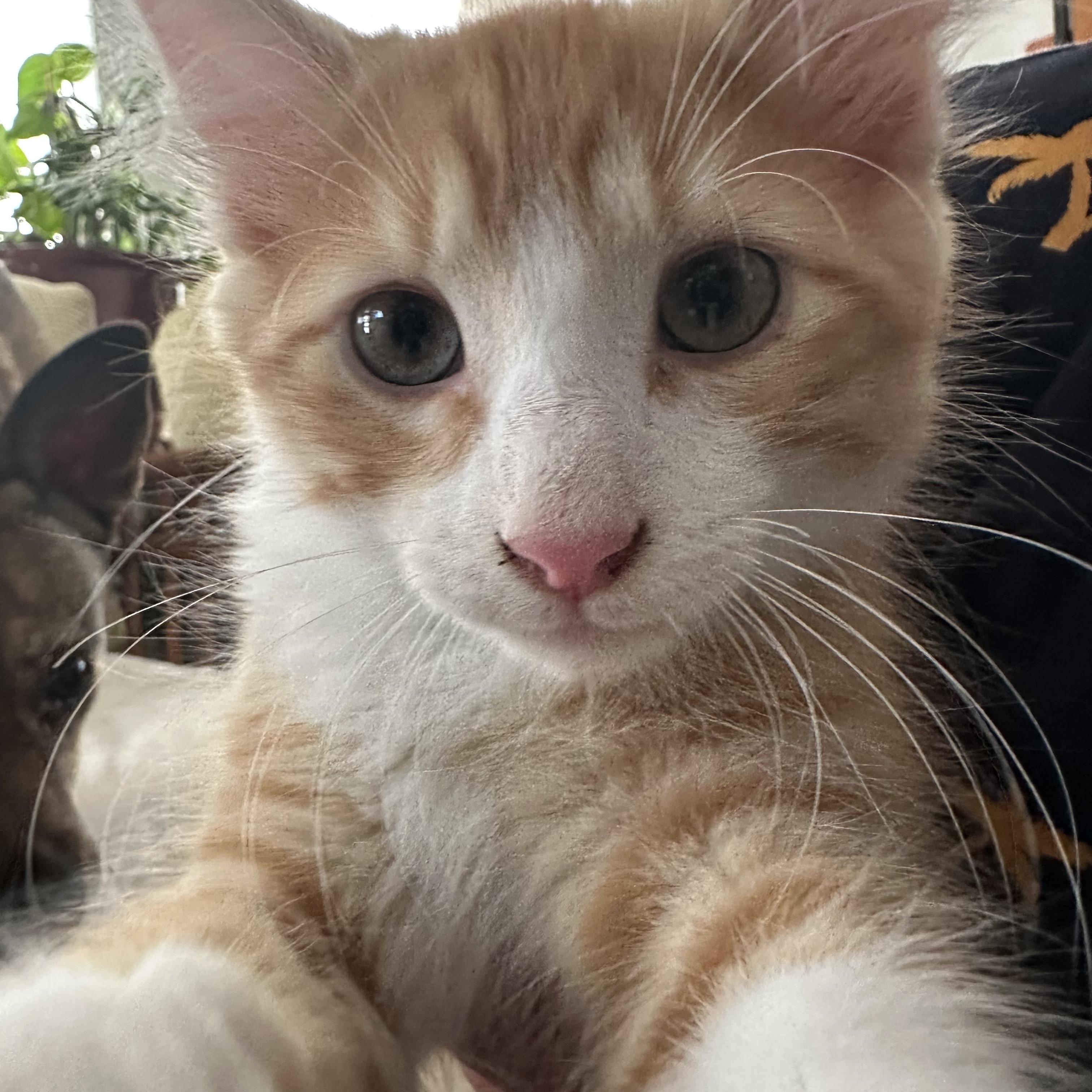 Zita, adopted, Kitten Male Domestic Medium Hair.