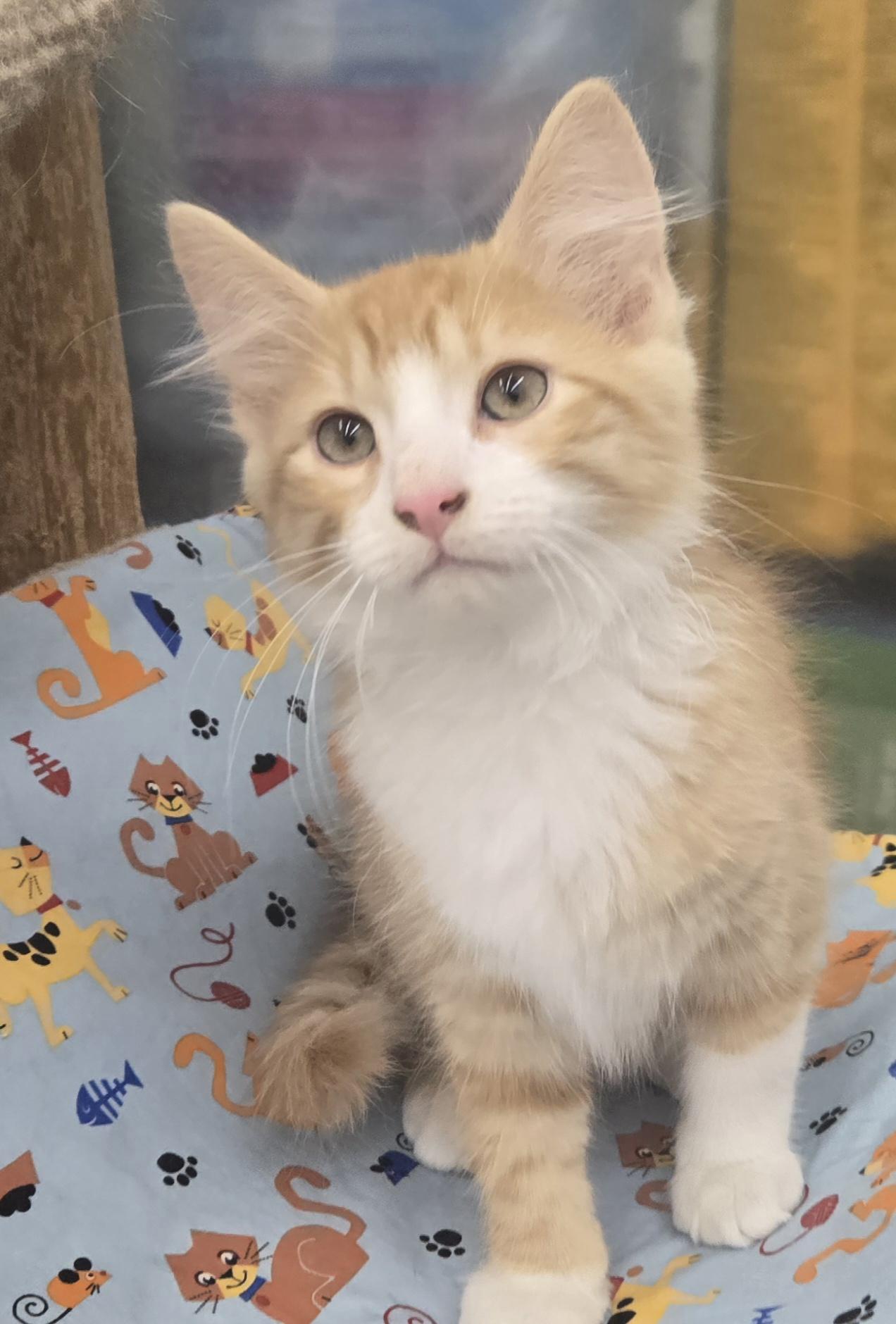 Enlarge Zita, an adopted Domestic Medium Hair in Warren, OH image 2/2