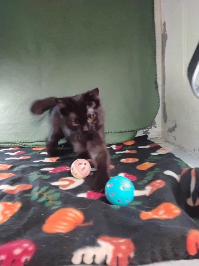 Lainey, Adoptable, Kitten Female Domestic Short Hair.