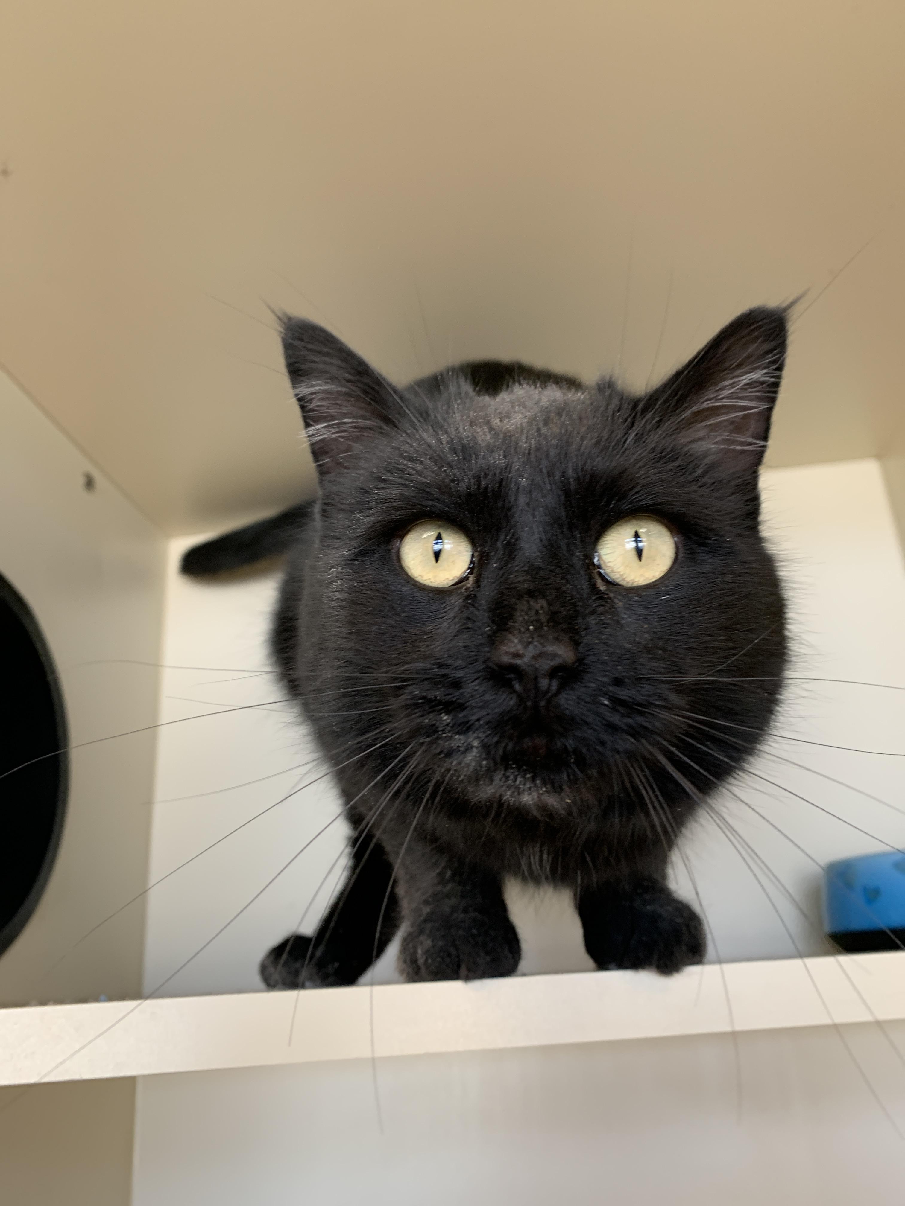 Switch, ADOPTABLE, Adult Female Domestic Short Hair.