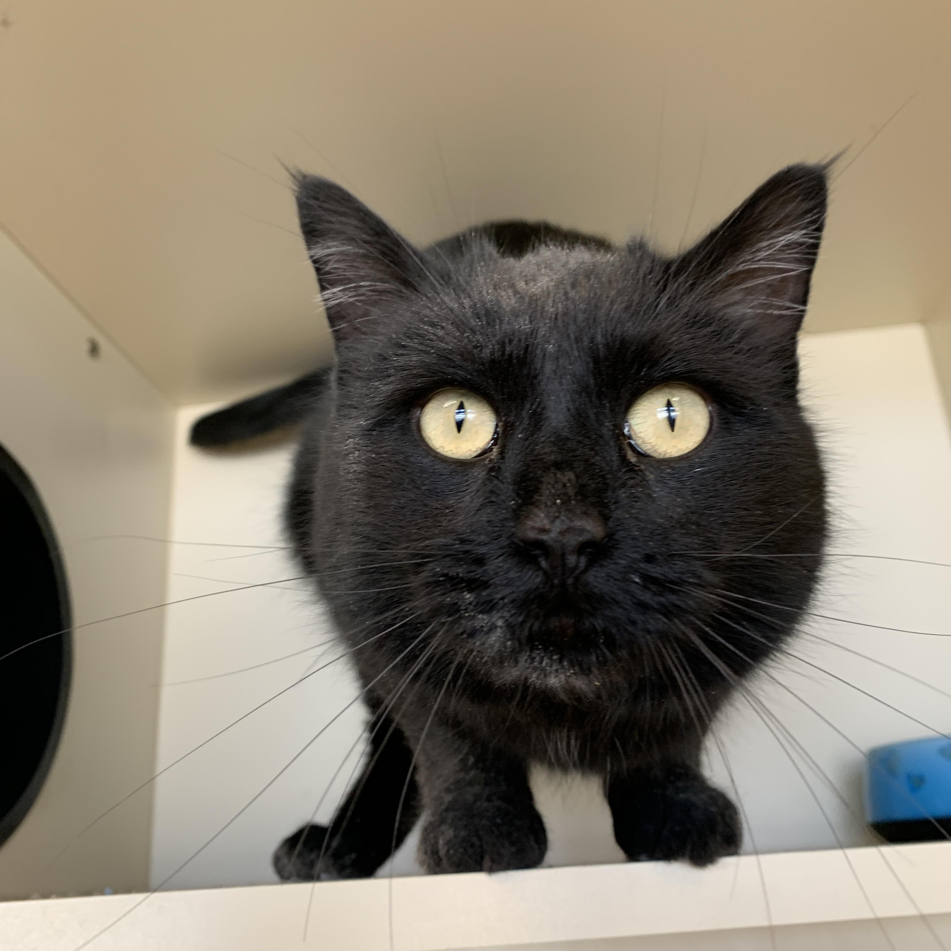 Enlarge Switch, a ADOPTABLE Domestic Short Hair in Buena Vista, CO image 1/3