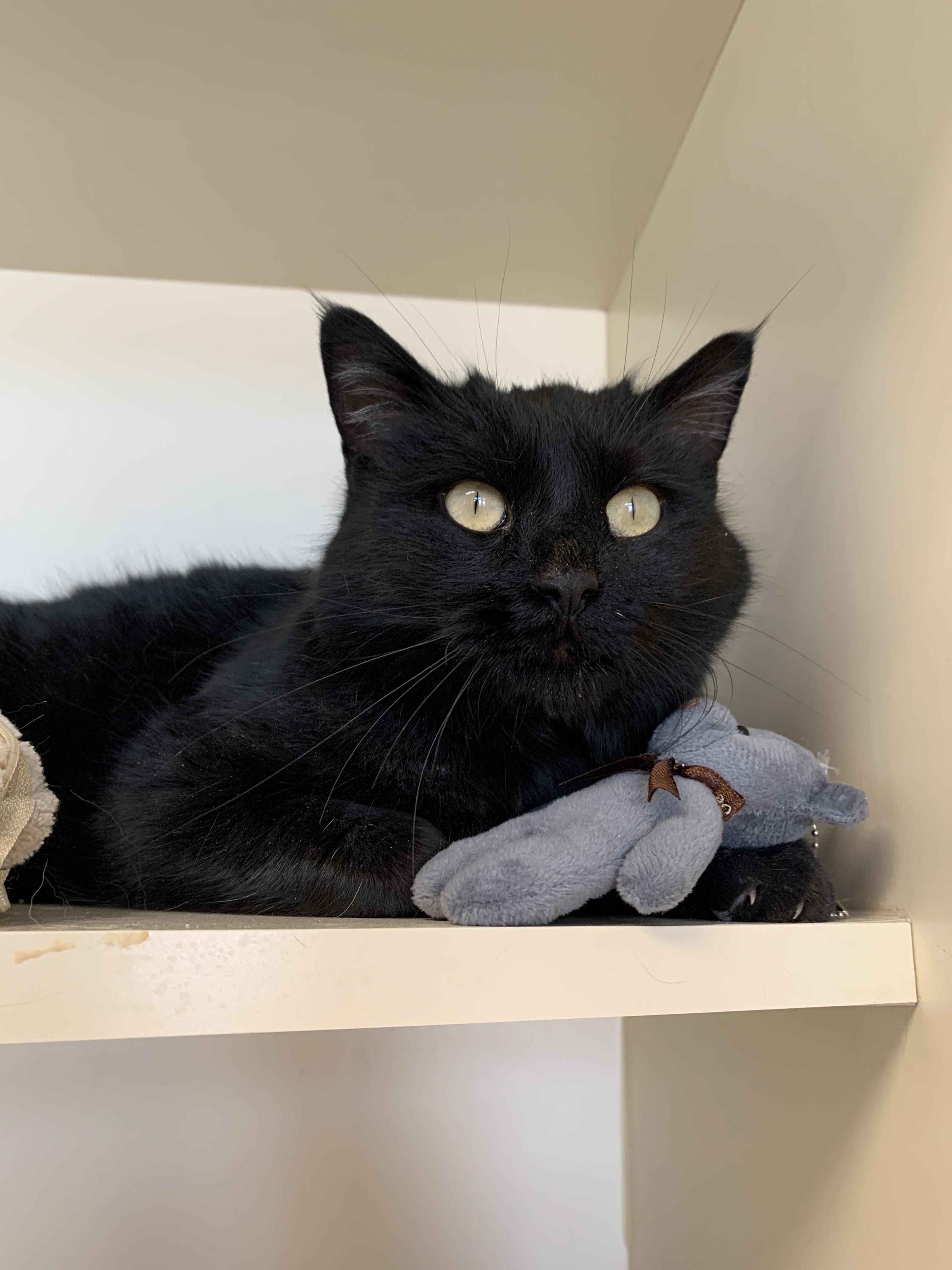 Switch, a ADOPTABLE Domestic Short Hair in Buena Vista, CO image 2/3