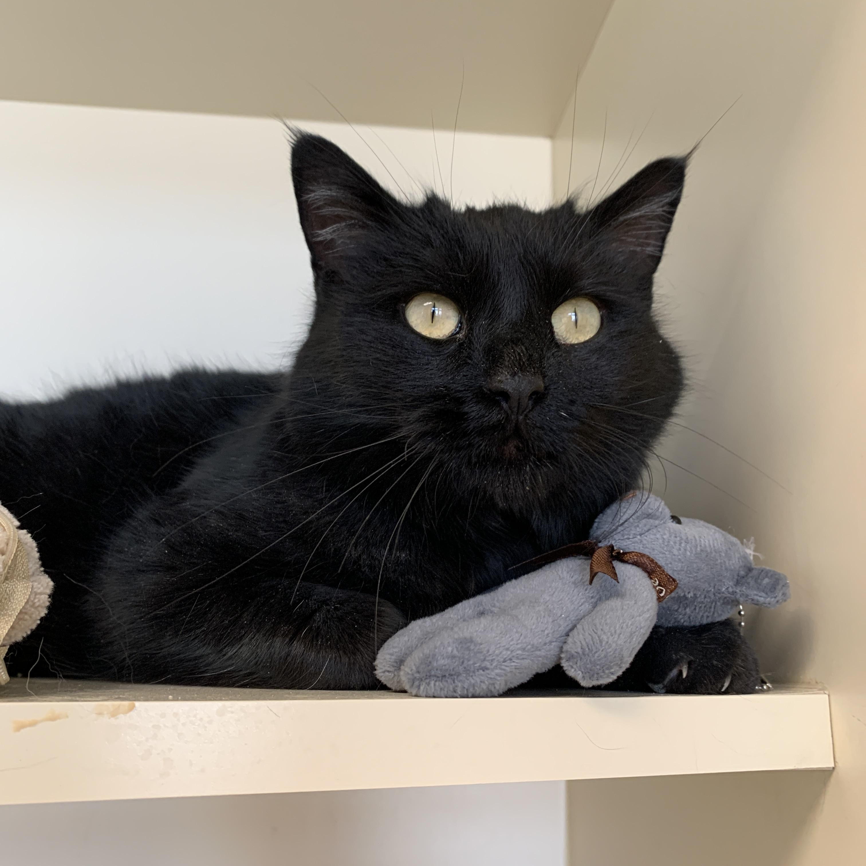 Enlarge Switch, a ADOPTABLE Domestic Short Hair in Buena Vista, CO image 2/3