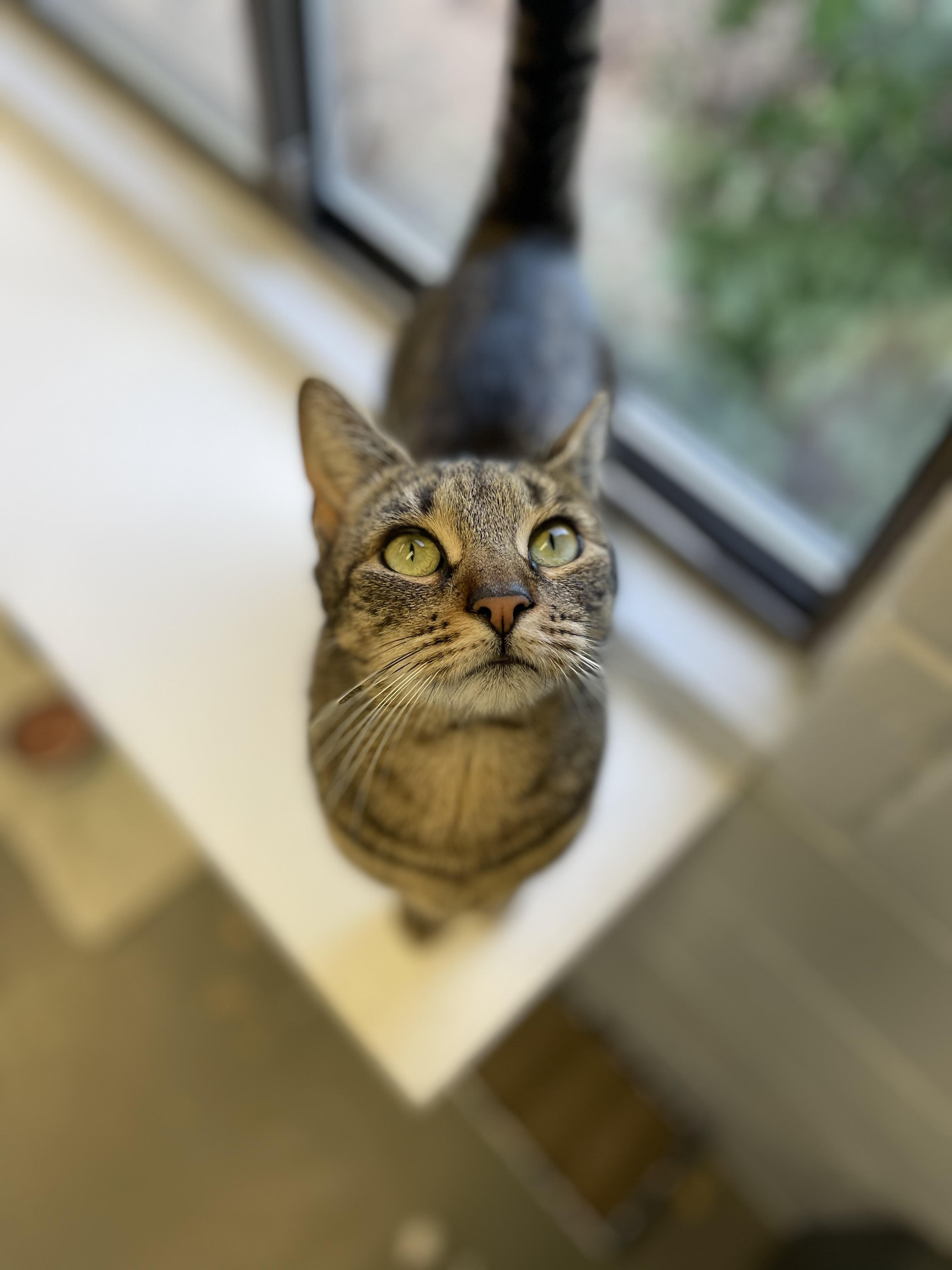 Esmee, Young Female Tabby
