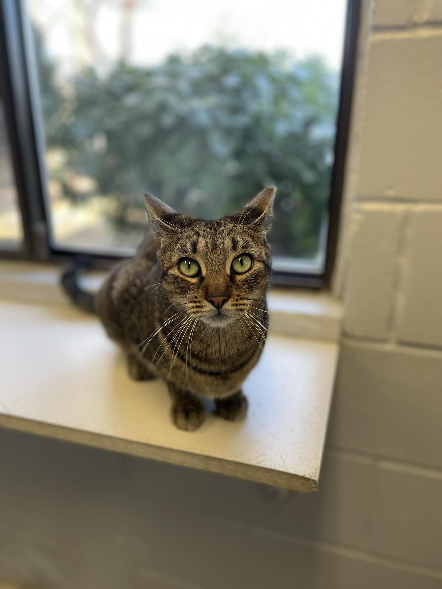 Enlarge Esmee, a Adoptable Tabby in East Northport, NY image 2/7