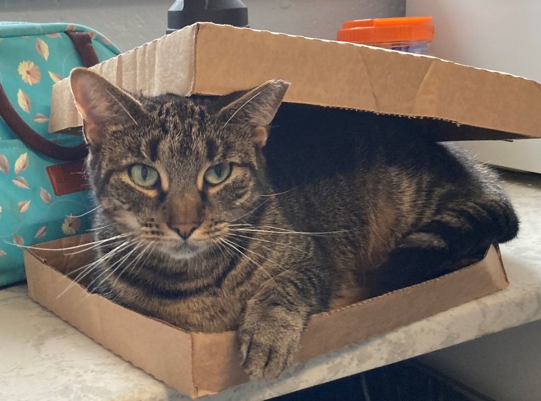 Enlarge Esmee, a Adoptable Tabby in East Northport, NY image 3/7