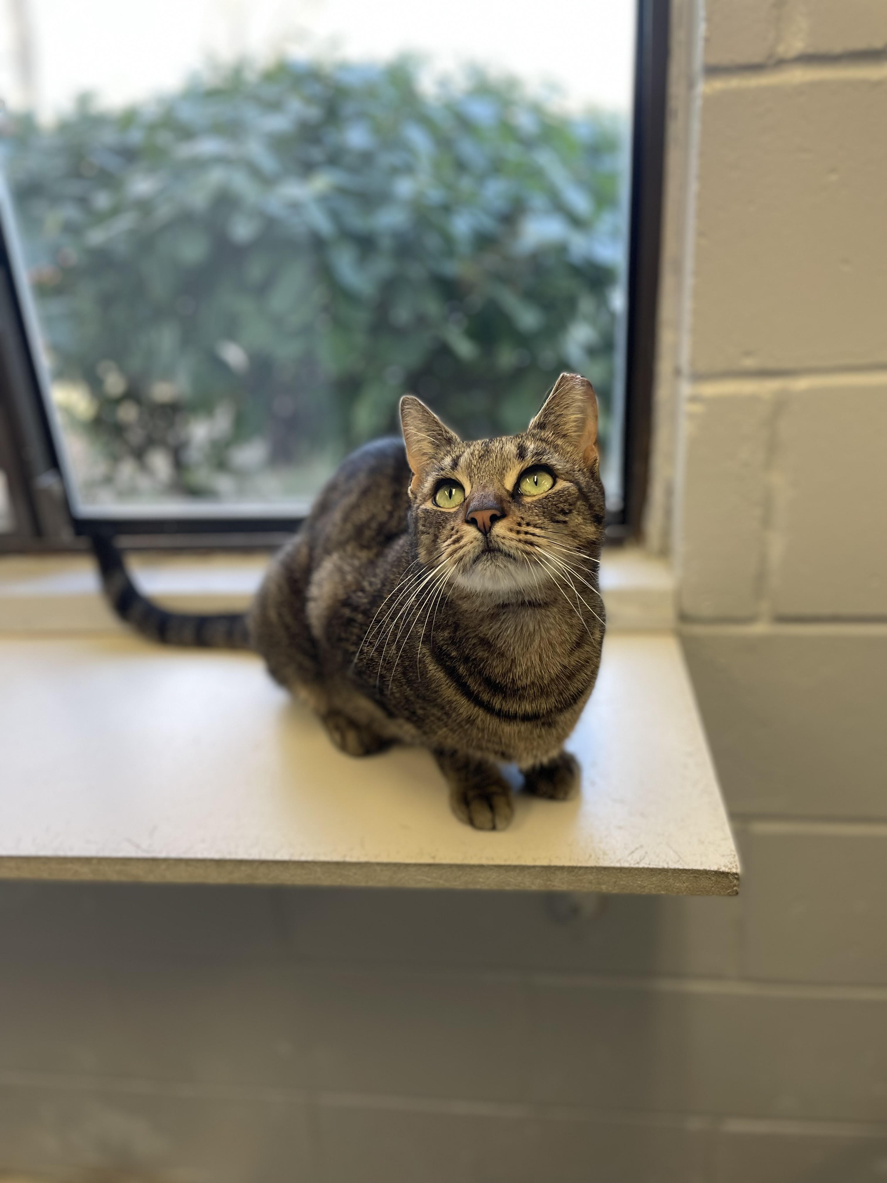 Enlarge Esmee, a Adoptable Tabby in East Northport, NY image 4/7