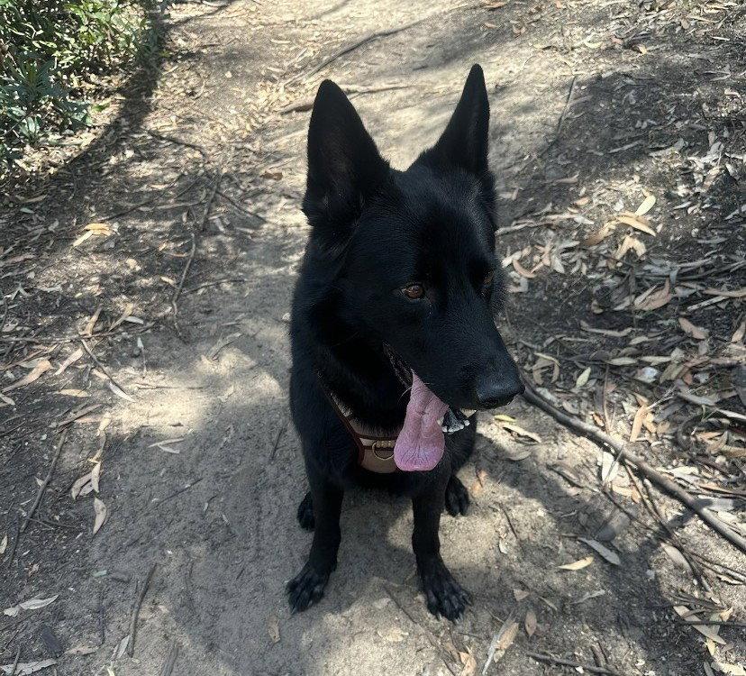 Koda - Courtesy Post, Adoptable, Adult Male German Shepherd Dog.