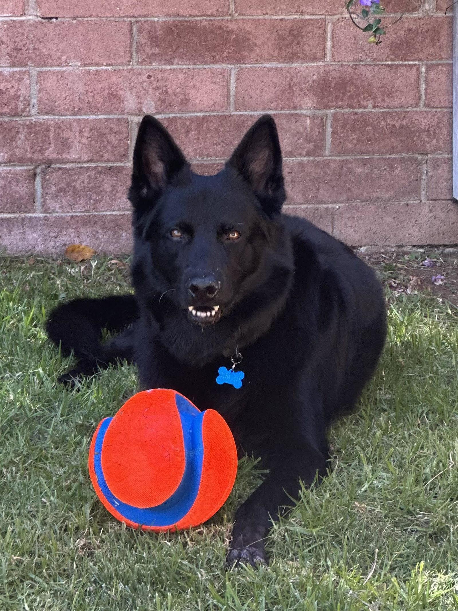 Koda - Courtesy Post, a Adoptable German Shepherd Dog in San Diego, CA image 2/3