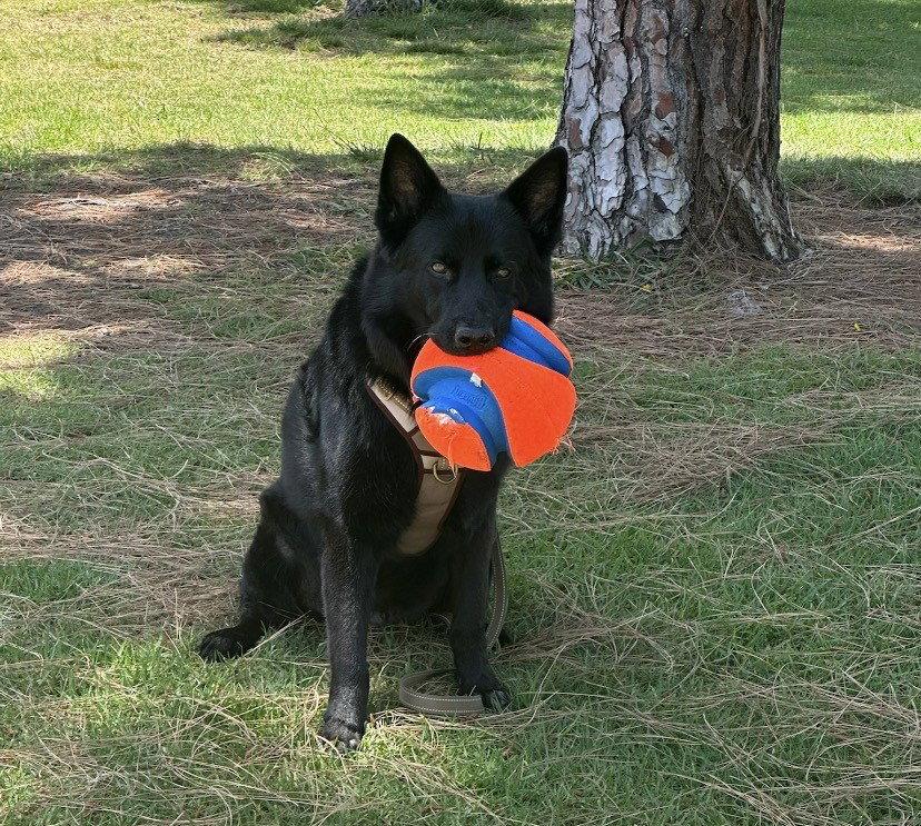 Koda - Courtesy Post, a Adoptable German Shepherd Dog in San Diego, CA image 3/3