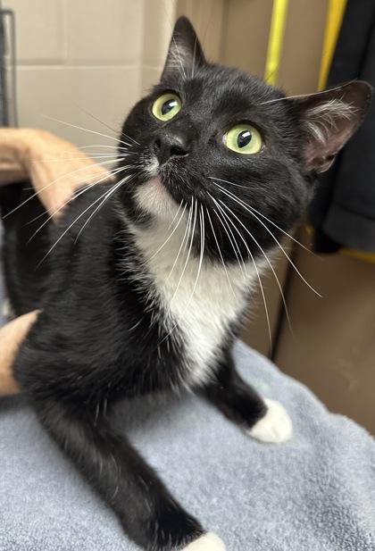 Enlarge Gobble, a Adoptable mixed breed in New Albany, IN image 1/1