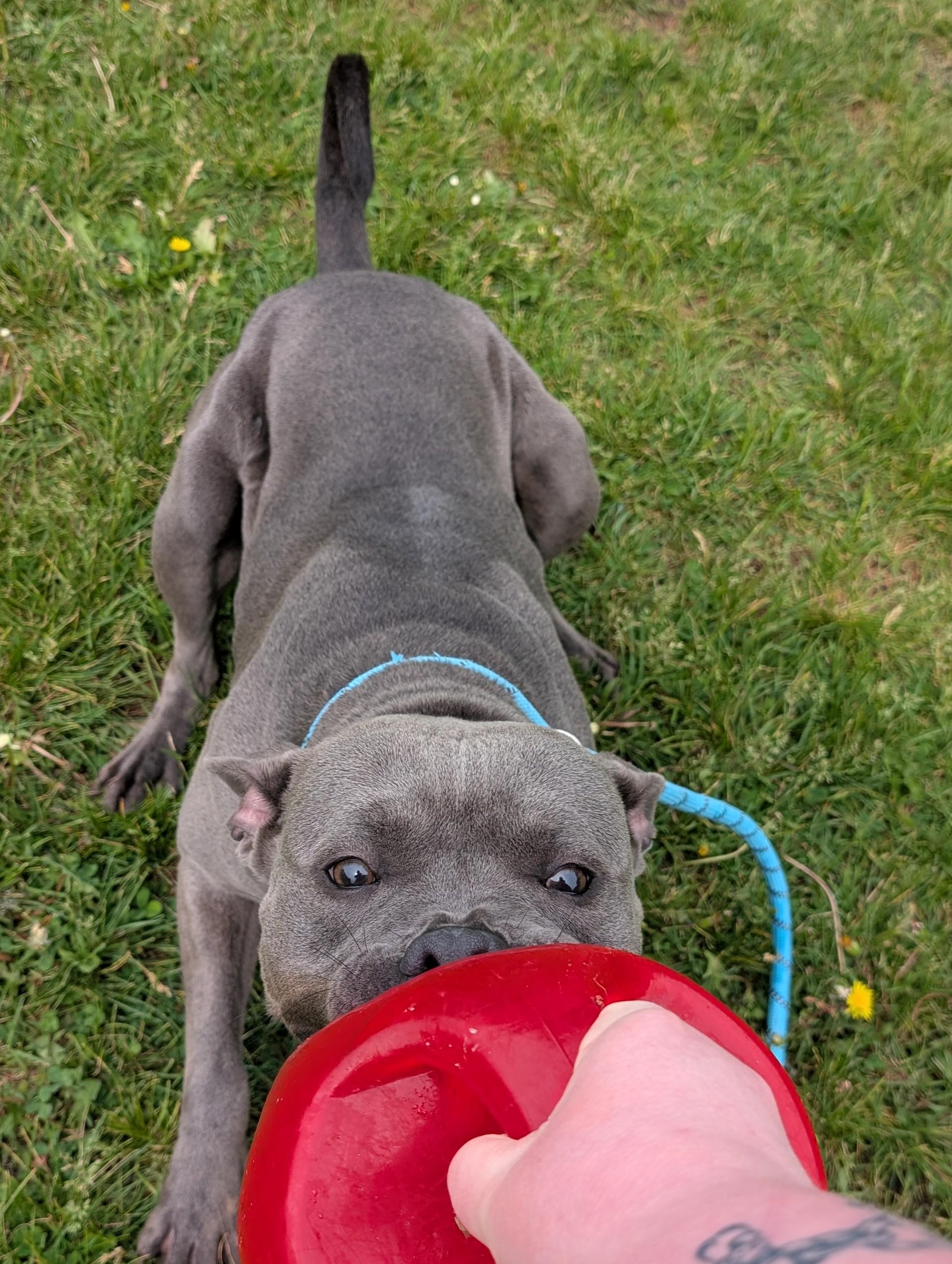 Coal, an adoptable mixed breed in Cedar Rapids, IA image 2/2