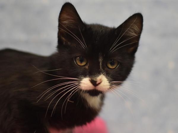 Puffin, Adoptable, Kitten Female Domestic Short Hair.