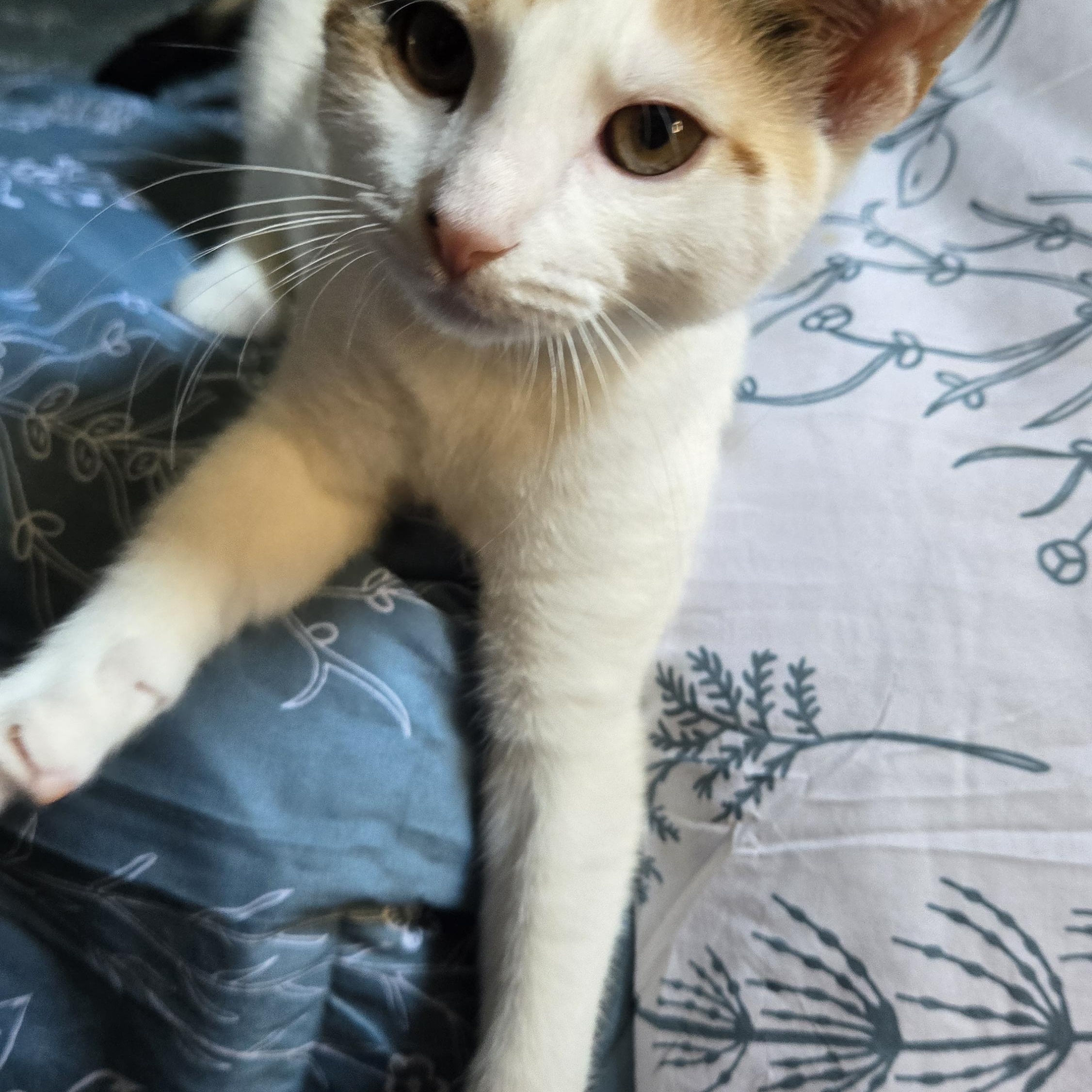 August (In Foster)