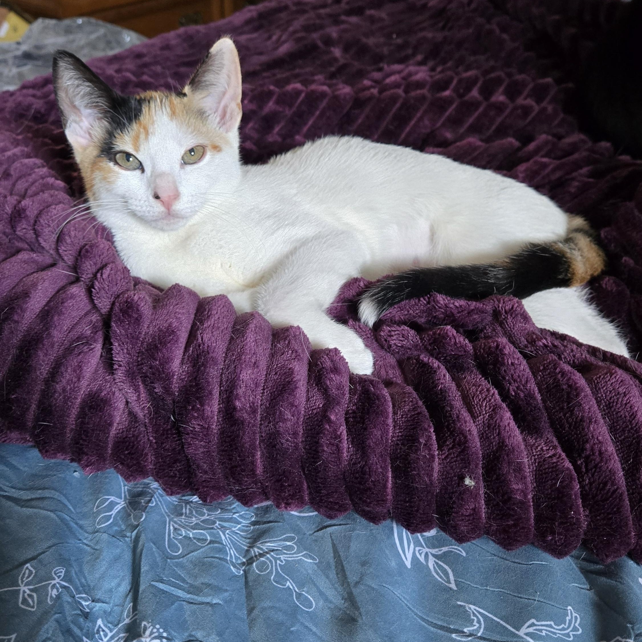 August (In Foster)